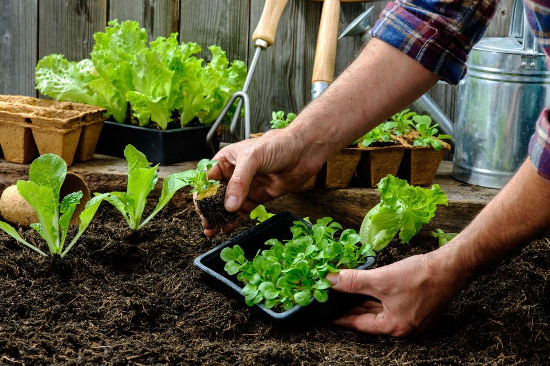 imagen Dictarán Taller sobre Huerta Orgánica en el Comedor