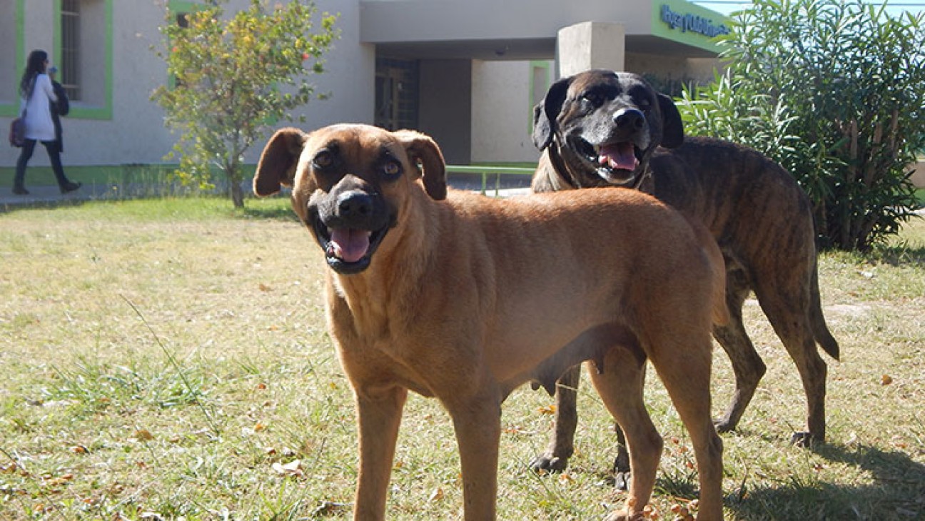 imagen Día del Animal: cuidados y adaptación de perros