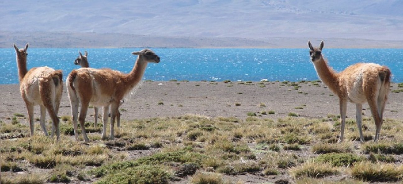 imagen Concurso abierto para Instituto Argentino de Investigaciones de Zonas Áridas (IADIZA)