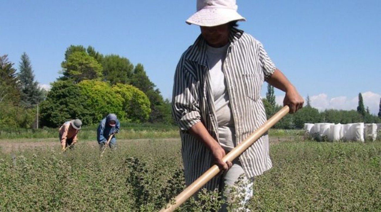 imagen Productores de aromáticas trabajan para posicionar sus cooperativas en el mercado   