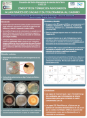 imagen ENDOFITOS FÚNGICOS ASOCIADOS  A LAS RAÍCES DE CACAO Y SU TOLERANCIA AL CADMIO