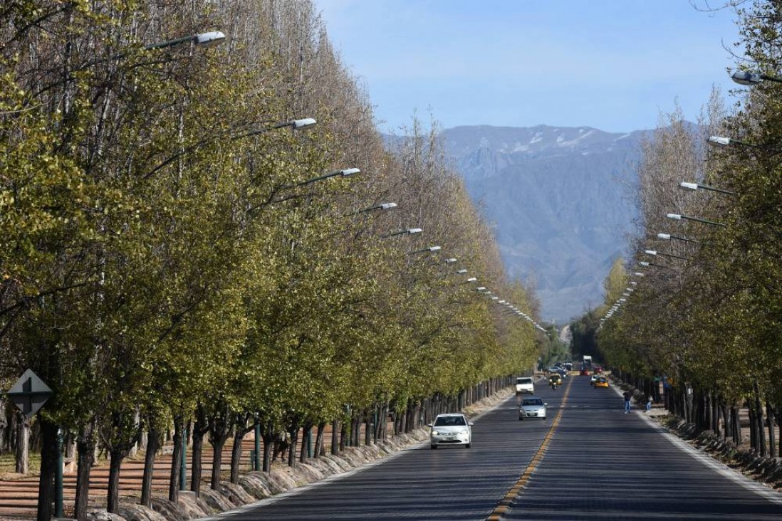 imagen Día Nacional del Árbol