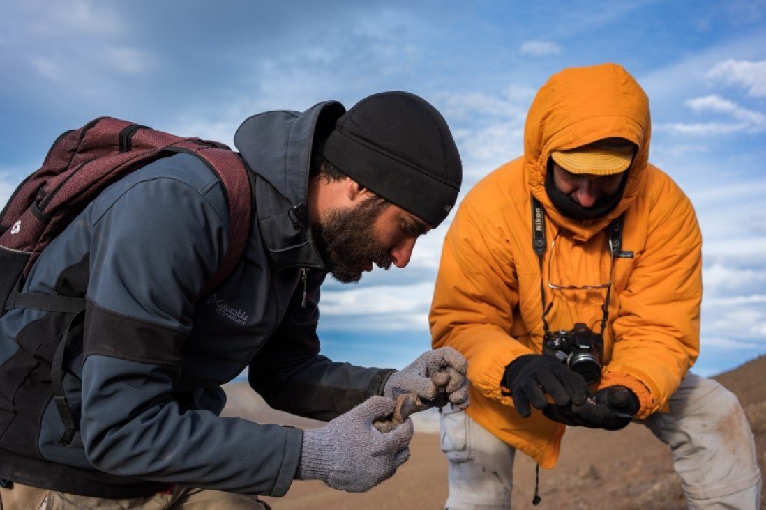 imagen Argentina: Descubren restos de un dinosaurio herbívoro