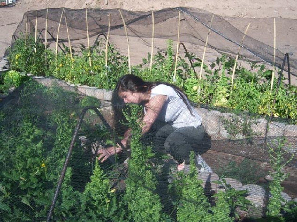 imagen Los chicos del Liceo Agrícola plantarán frutillas en su campo