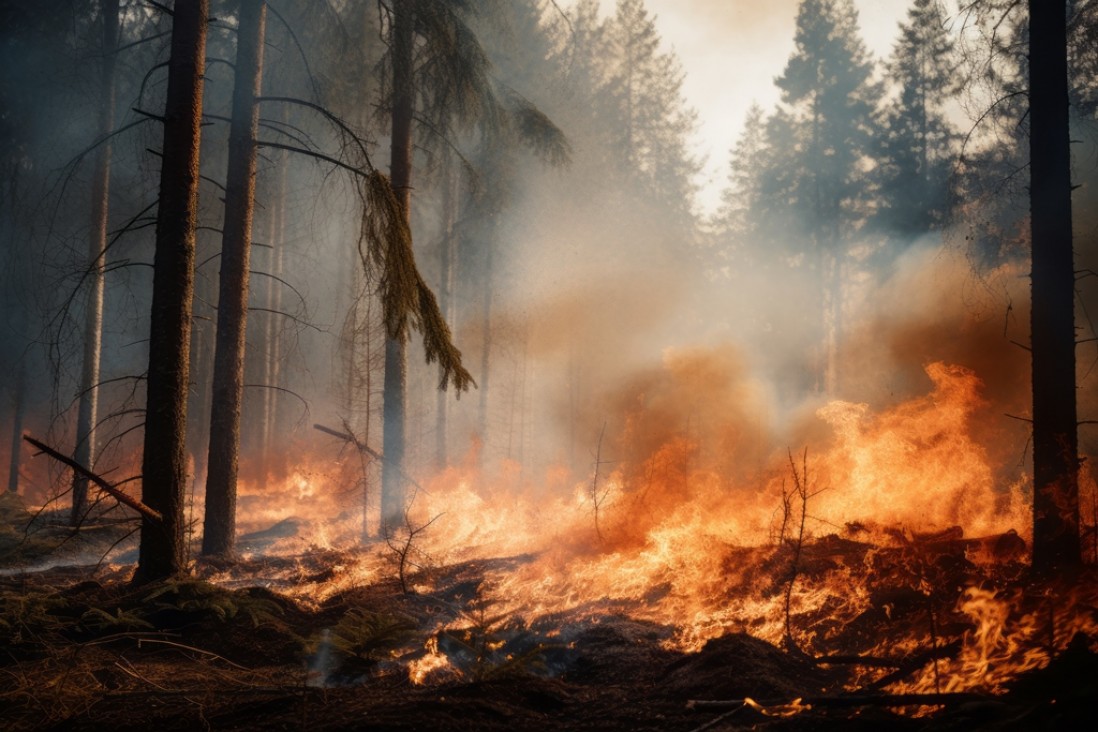 imagen Incendios Forestales: la UNCUYO se suma a un debate internacional