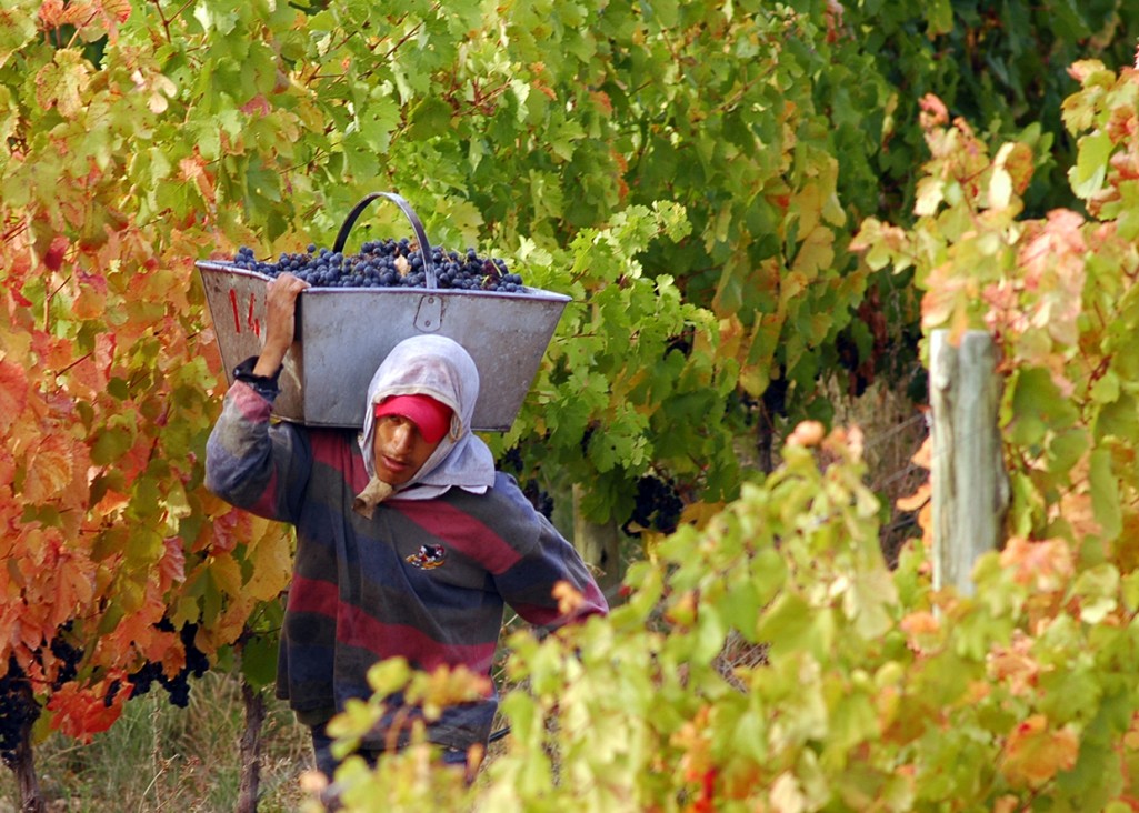 imagen Fomentan la sustentabilidad en la vitivinicultura con un original concurso