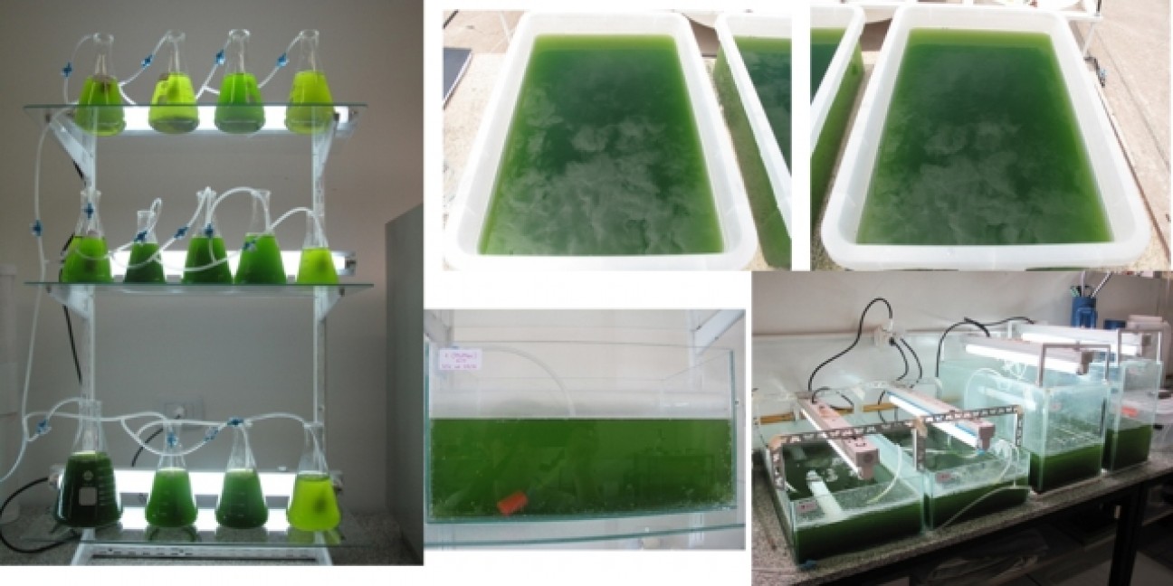 imagen Avanza el cultivo de microalgas para la producción de biocombustibles y proteínas alimenticias