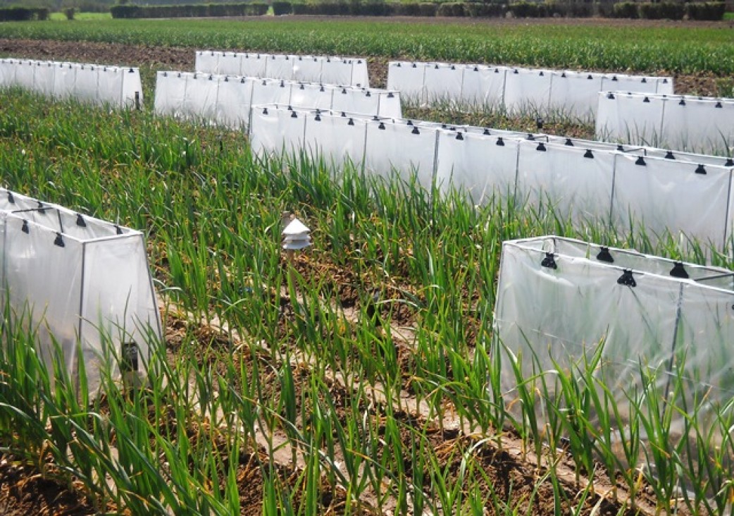 imagen Investigadores simulan el cambio climático en el ajo