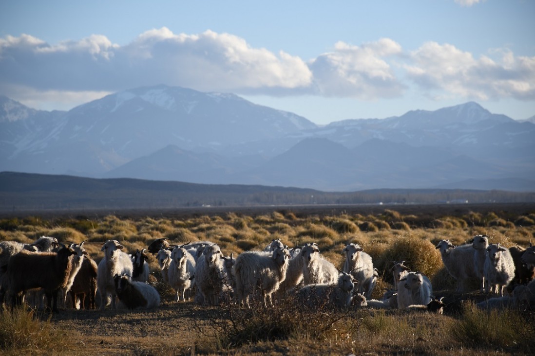 imagen Predación del ganado en Malargüe, un documental educativo mendocino