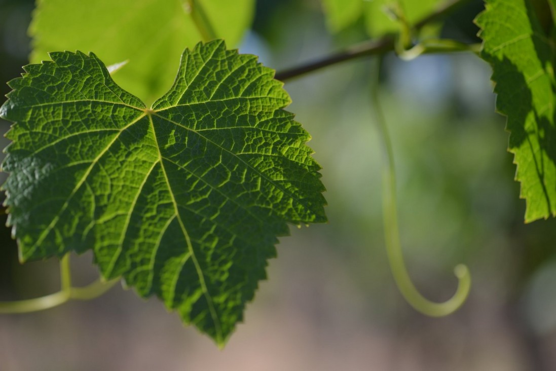 imagen Develan los secretos del vino en el primer café científico del año