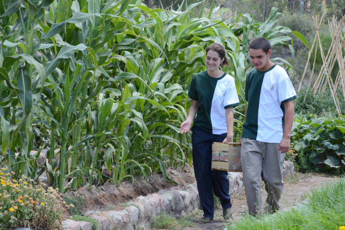 imagen Enseñarán sobre cultivo, elaboración y consumo de quinua