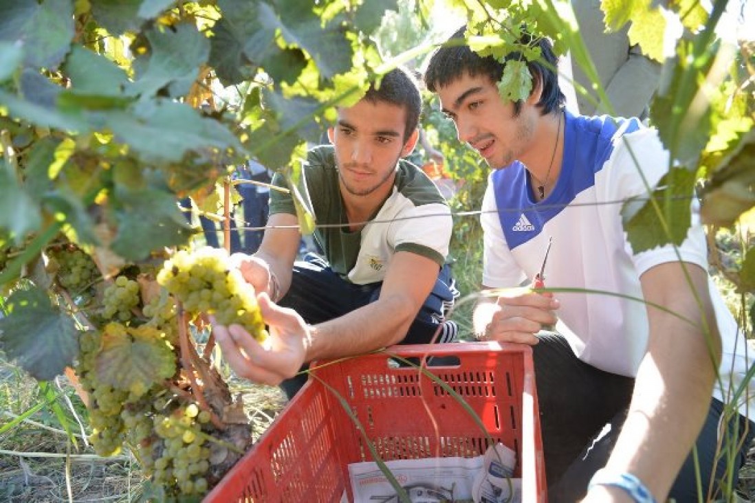 imagen El Liceo Agrícola promueve la enseñanza práctica a través de la cosecha