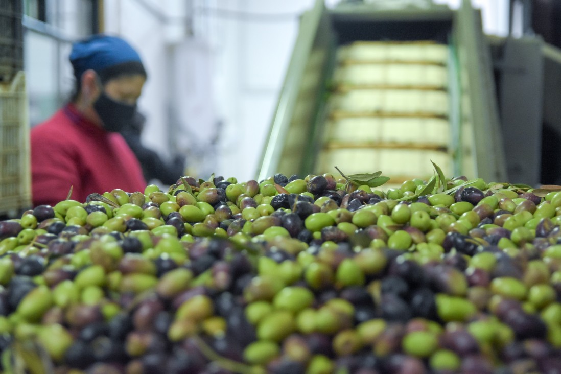 imagen Luján distinguió a la Fábrica de Aceite de Oliva de la UNCUYO