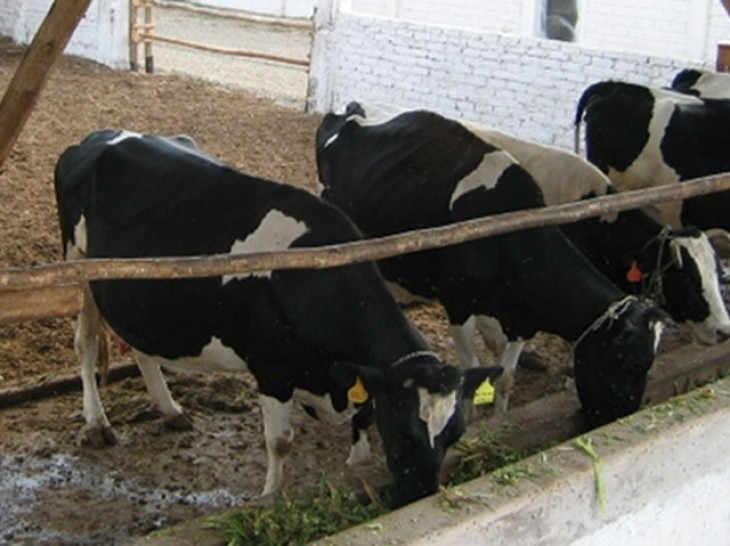 imagen UNCuyo: Desarrollaron jornadas sobre ganadería