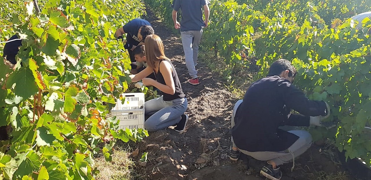 imagen Estudiantes del Liceo Agrícola vivieron una nueva vendimia