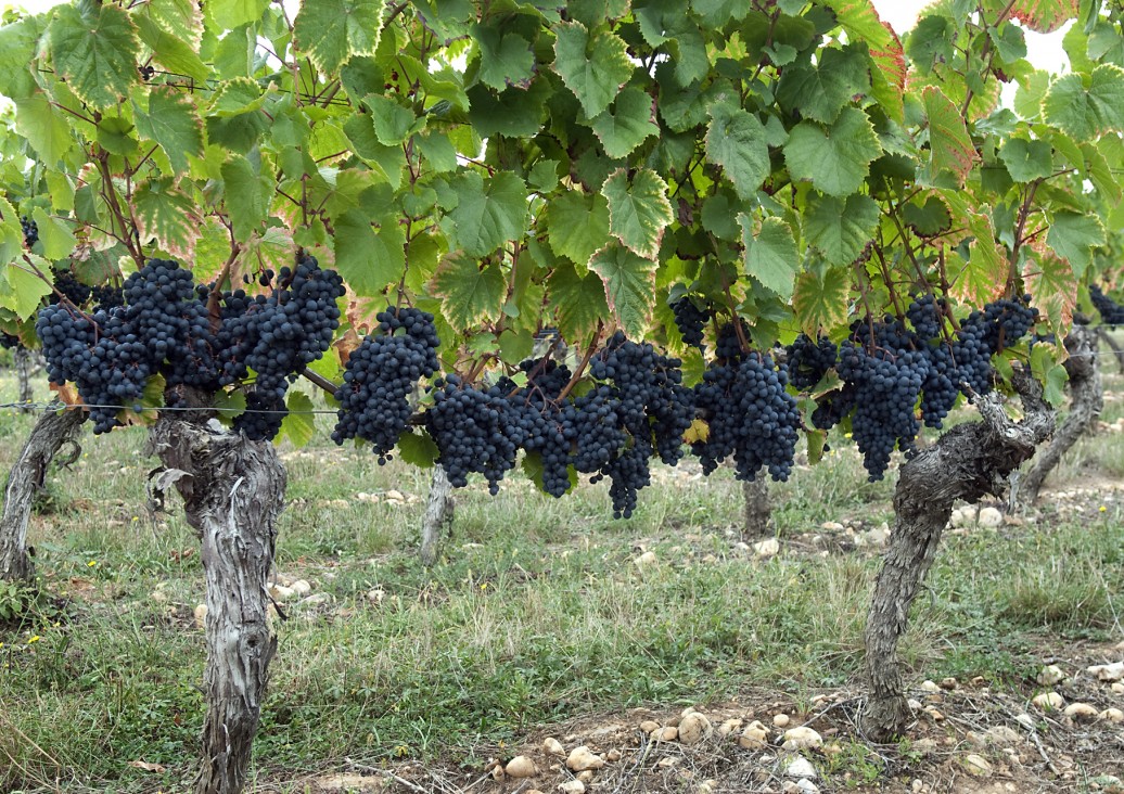 imagen Becas para cursar el diplomado en Malbec