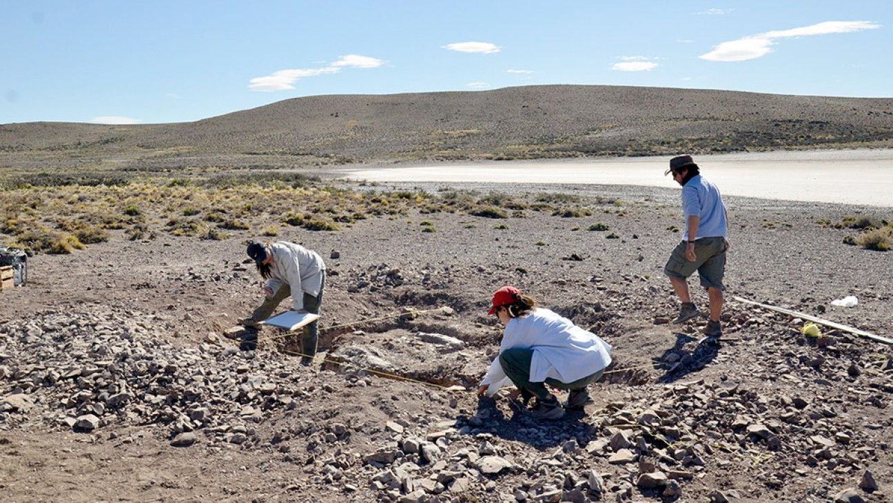 imagen Equipo del Conicet descubrió colonia reproductiva en una especie primitiva de dinosaurio