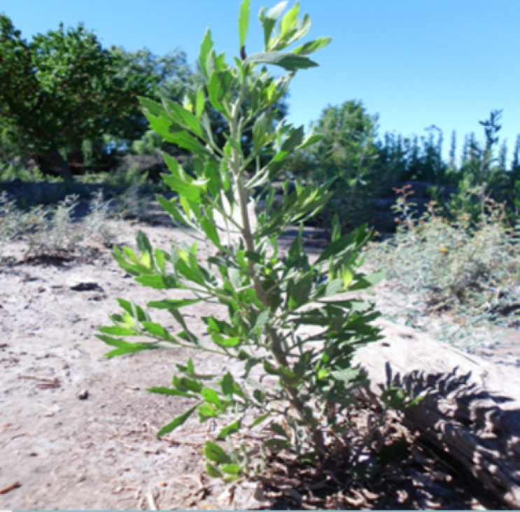 imagen Investigadores descubren agentes antitumorales en especies naturales de Mendoza