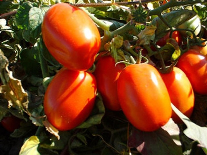imagen Curso de Posgrado en Agrarias sobre Tecnología de la producción de tomate