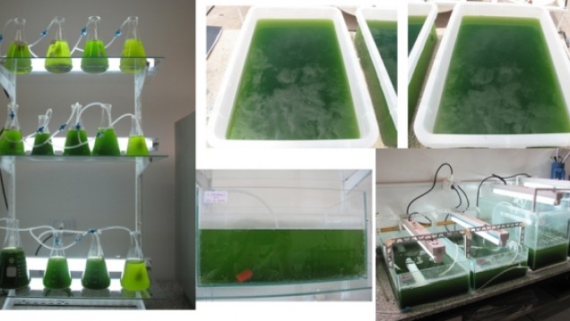 imagen Emprendimiento de microalgas de la UNCuyo concretará su planta piloto