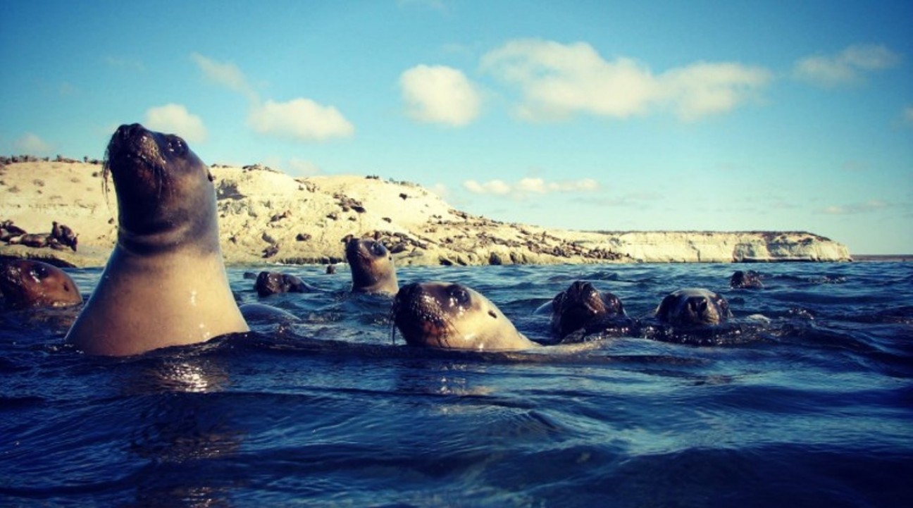 imagen Ocho días para conocer Puerto Madryn