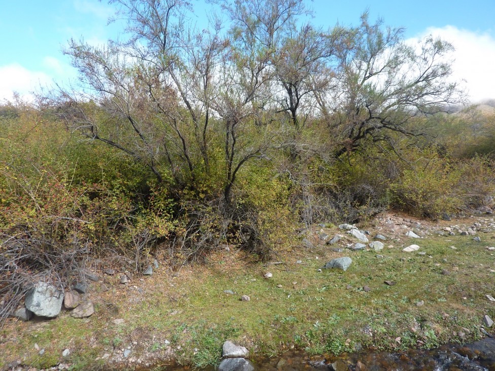 imagen La UNCUYO restaurará especies nativas en Alta Montaña y el Sur provincial