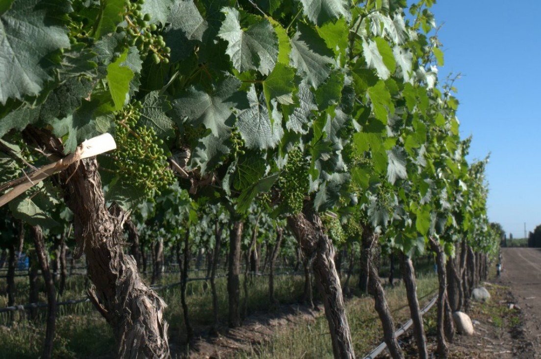 imagen Universidades mendocinas dictarán el primer diplomado en Malbec