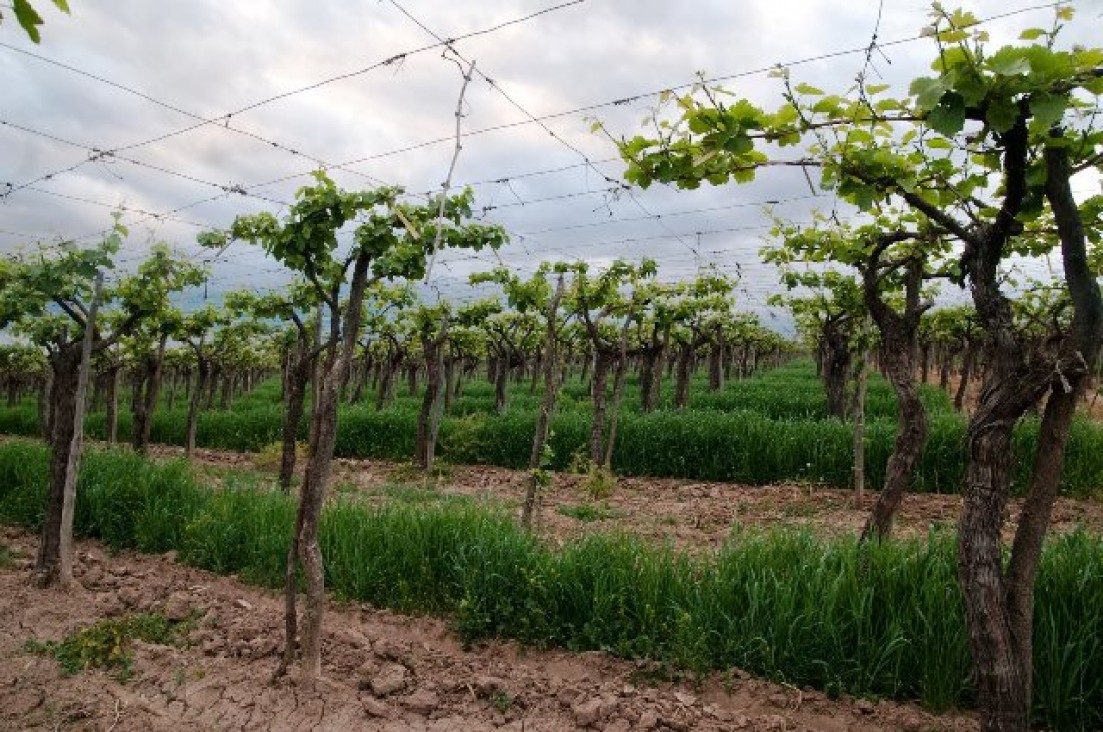 imagen Una oportunidad para aprender a reconocer los varietales del vino en la viña