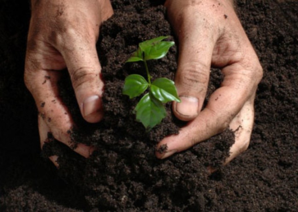 imagen Charla de "Forestación: Beneficios de cortinas forestales y mercado de la madera"