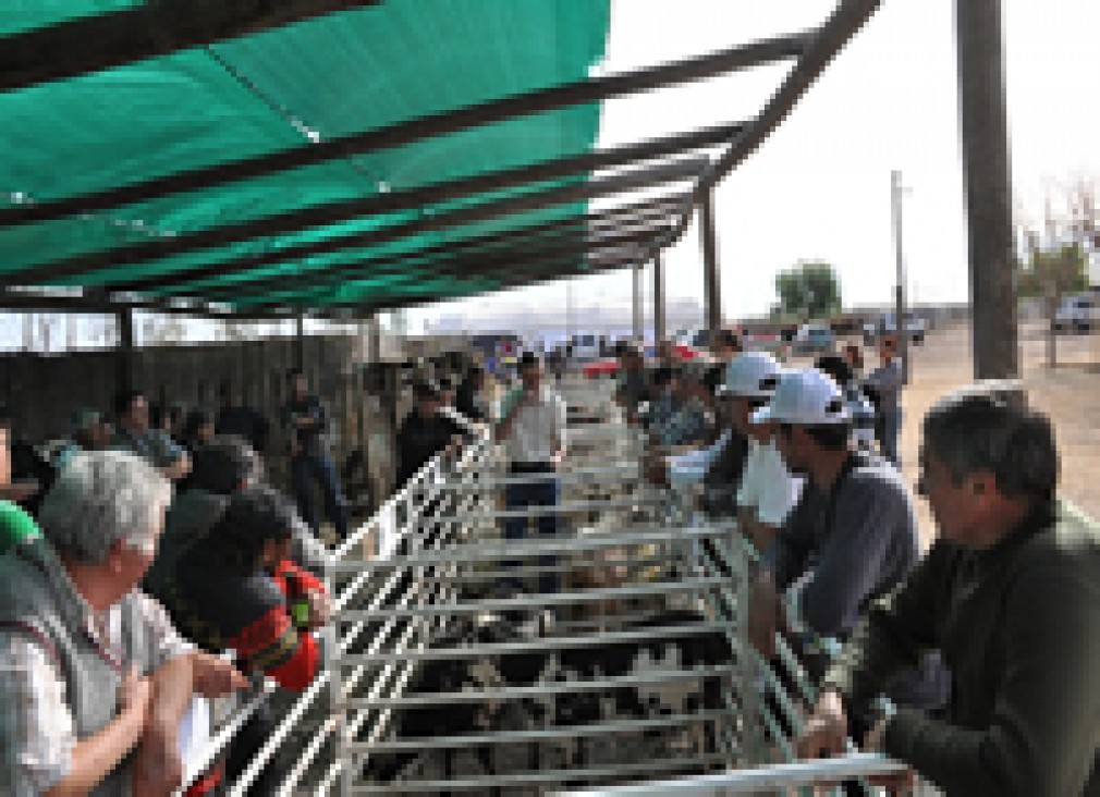 imagen Fiesta de la Ganadería en Santa Rosa