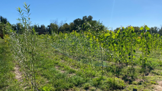 imagen La UNCUYO puede producir 120 mil árboles por año en su Vivero forestal