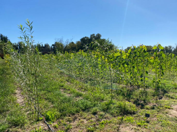 imagen La UNCUYO puede producir 120 mil árboles por año en su Vivero forestal