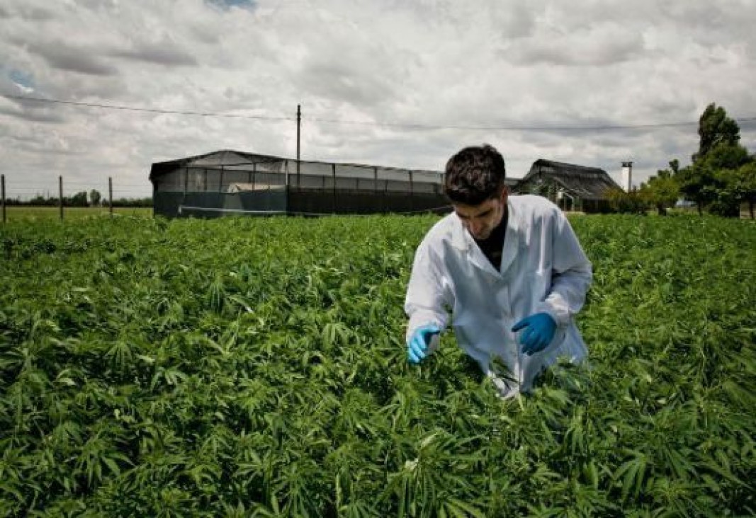 imagen Debatirán sobre Cannabis en la UNCUYO