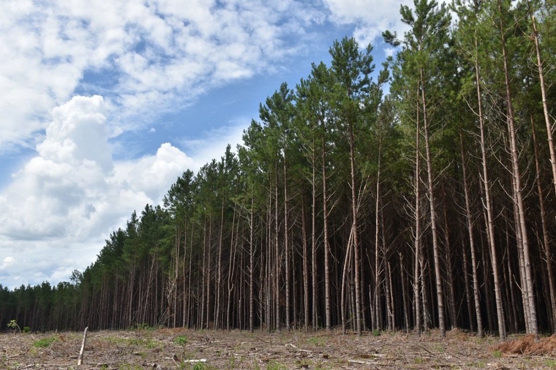 imagen Convocan a presentar trabajos de investigación para el "Congreso Forestal 2023"