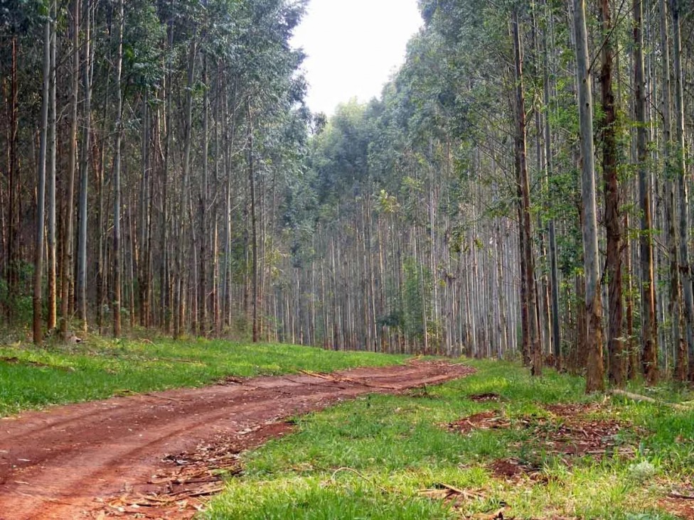 imagen Inscripciones abiertas para el para el "Congreso Forestal 2023"