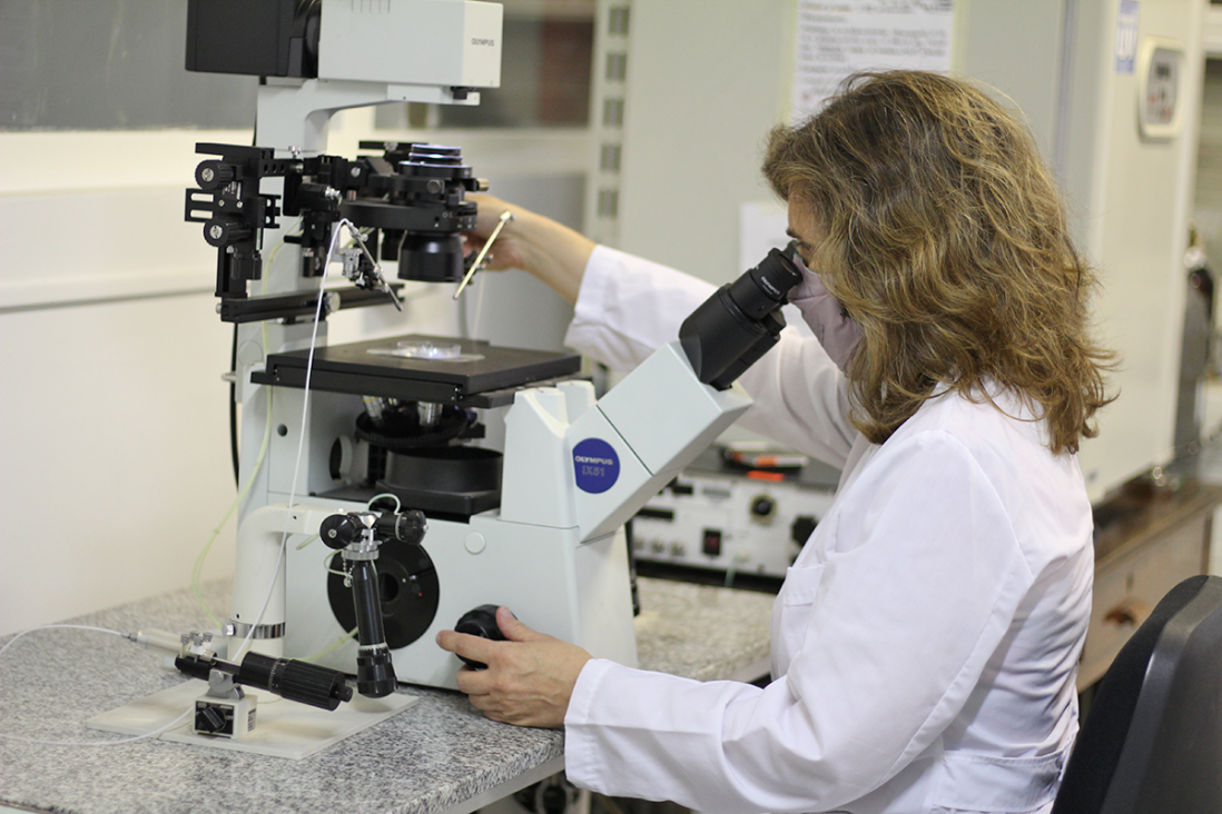 imagen La UNCUYO desarrolla biotecnología para promover la producción caprina en Mendoza, San Juan y San Luis