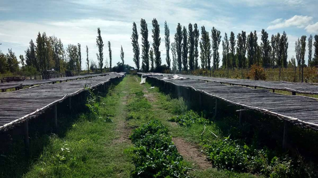 imagen Diseñan secadero de frutos de carozo que utiliza energías renovables