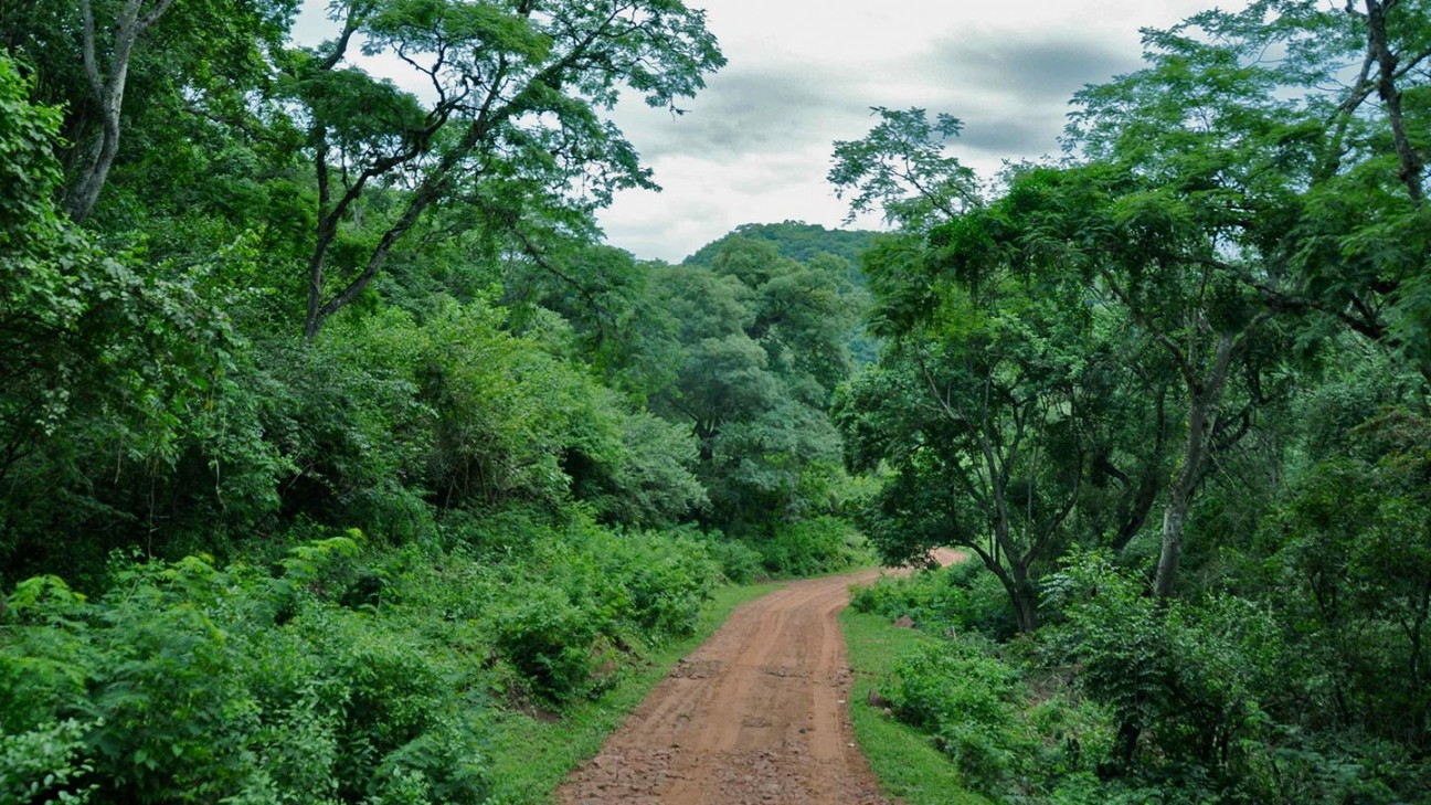 imagen El VIII Congreso Forestal Latinoamericano (CONFLAT) y V Congreso Forestal Argentino será carbono neutro